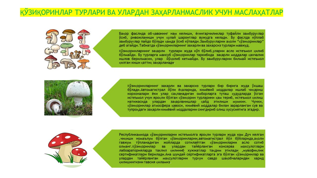 Қўзиқоринларни турлари ҳақида эшитганмисиз❓